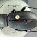 Image of <i>Centronopus calcaratus</i>