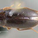 Image of Hymenorus curticollis Casey 1891