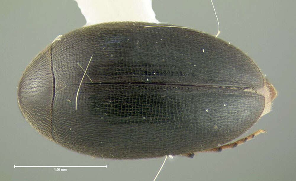 Image of plate-thigh beetles