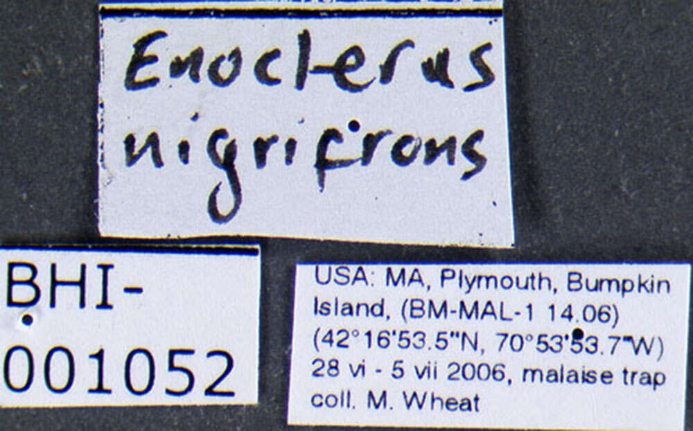 Image of Enoclerus nigrifrons (Say 1823)