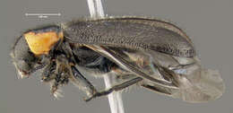 Image of Placopterus