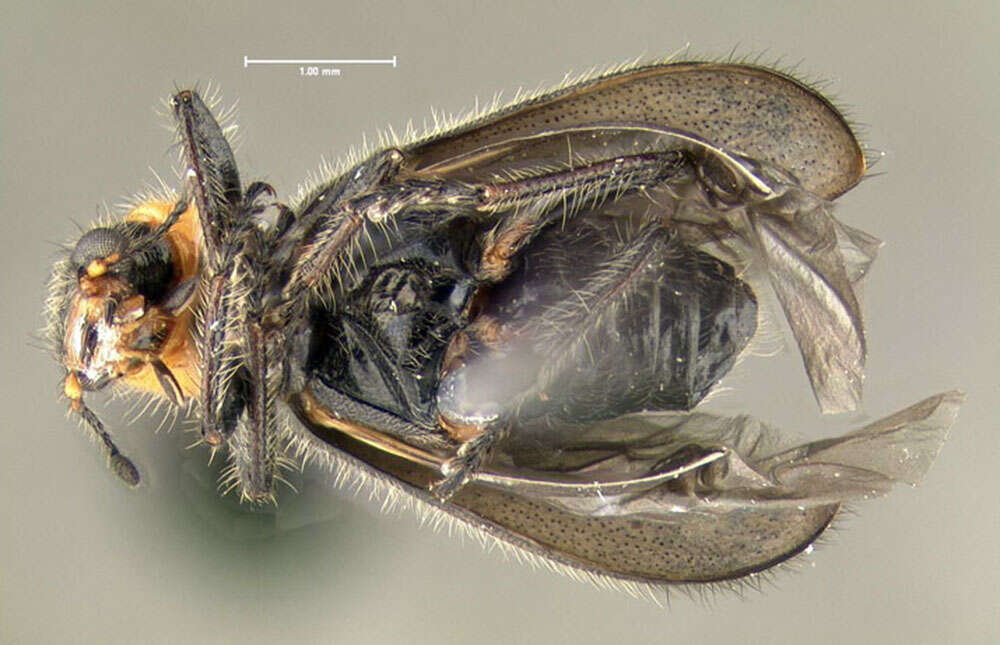 Image of Placopterus