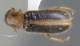 Image of Cregya oculata (Say 1835)