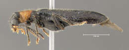 Image of Cymatodera bicolor (Say 1825)