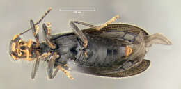 Image of Cymatodera bicolor (Say 1825)