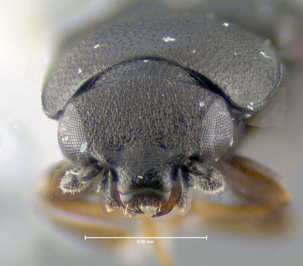 Image of Conotelus