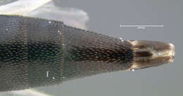 Image of Conotelus