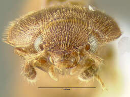 Image of Stored Grain Fungus Beetle