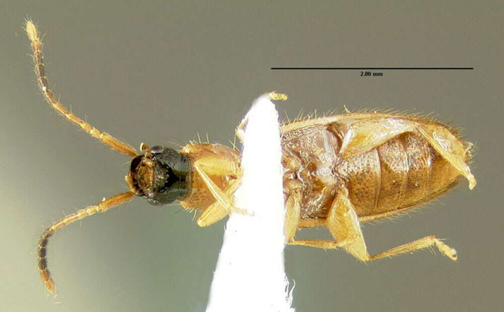 Image of Telephanus