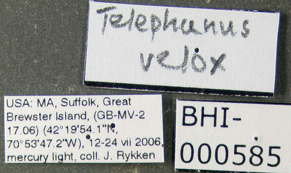 Image of Telephanus
