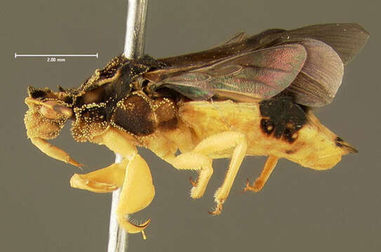 Image of Pennsylvania Ambush Bug