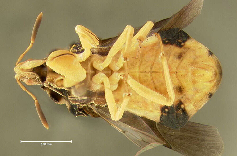 Image of Pennsylvania Ambush Bug