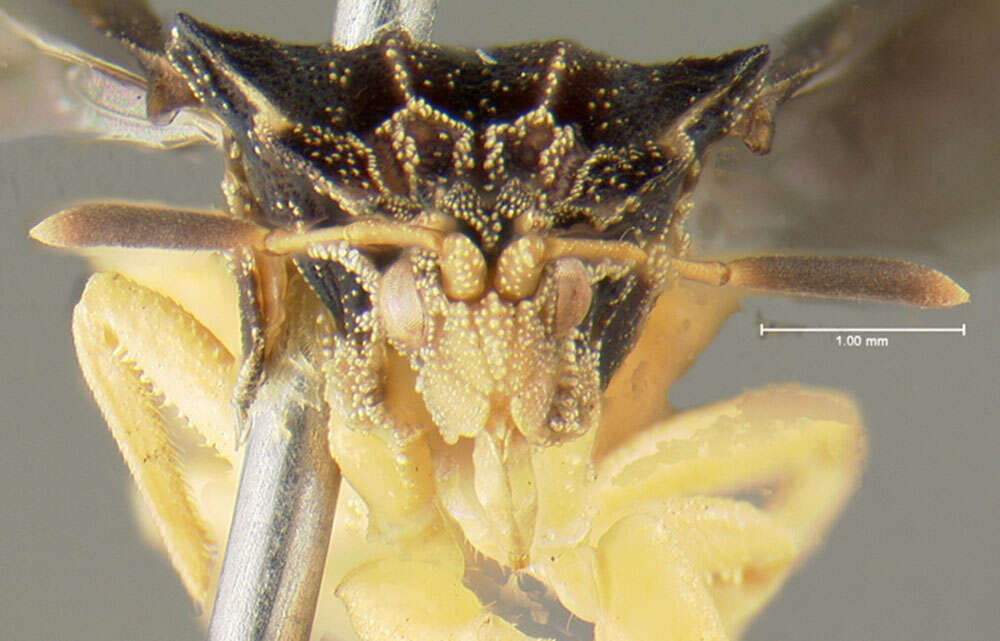 Image of Pennsylvania Ambush Bug