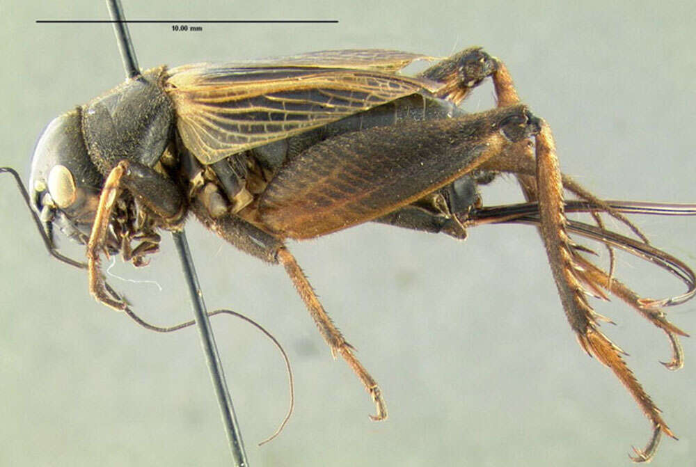 Image of Fall Field Cricket