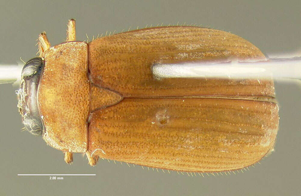 Sivun Nipponoserica peregrina (Chapin 1938) kuva