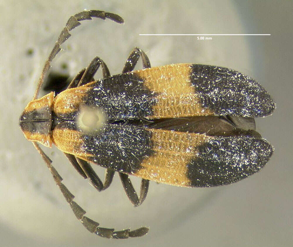 Sivun Calopteron reticulatum (Fabricius 1775) kuva