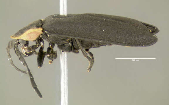 Image of Black Firefly