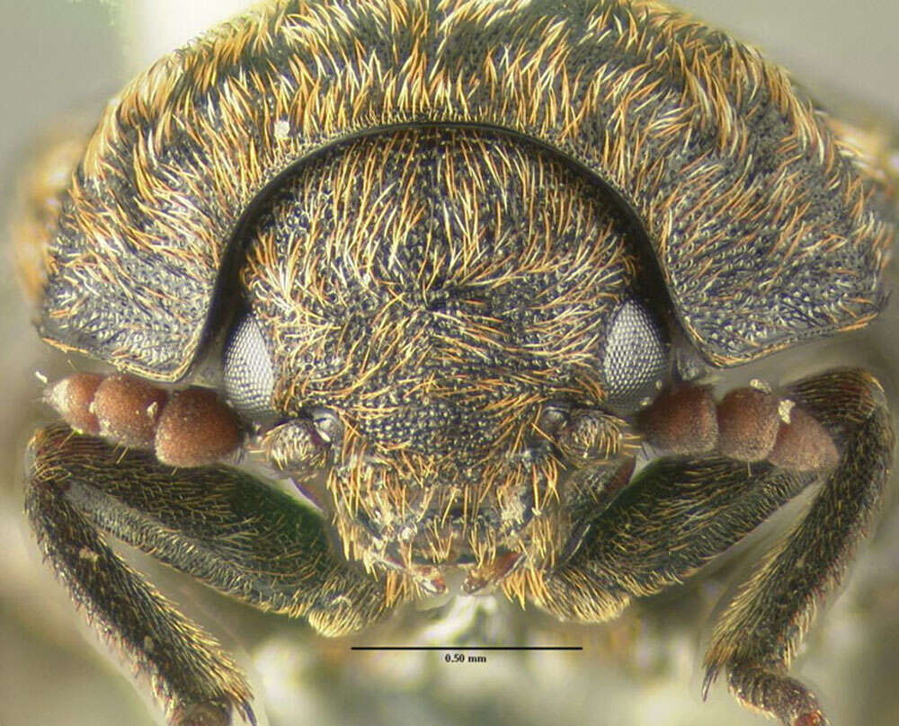 Imagem de Dermestes (Dermestinus) talpinus Mannerheim 1843