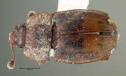 Image of Sap-feeding beetle