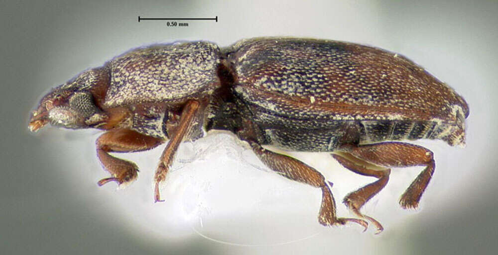 Image of Sap-feeding beetle