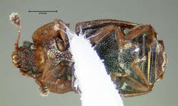 Image of Sap-feeding beetle