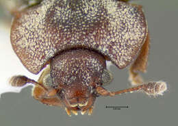 Image of Sap-feeding beetle