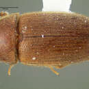 Image of Cryptophilus seriatus Casey 1924
