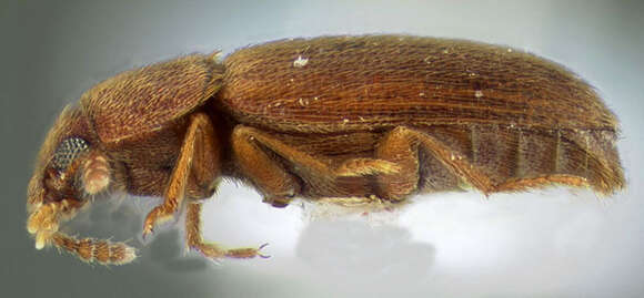 Слика од Cryptophilus seriatus Casey 1924