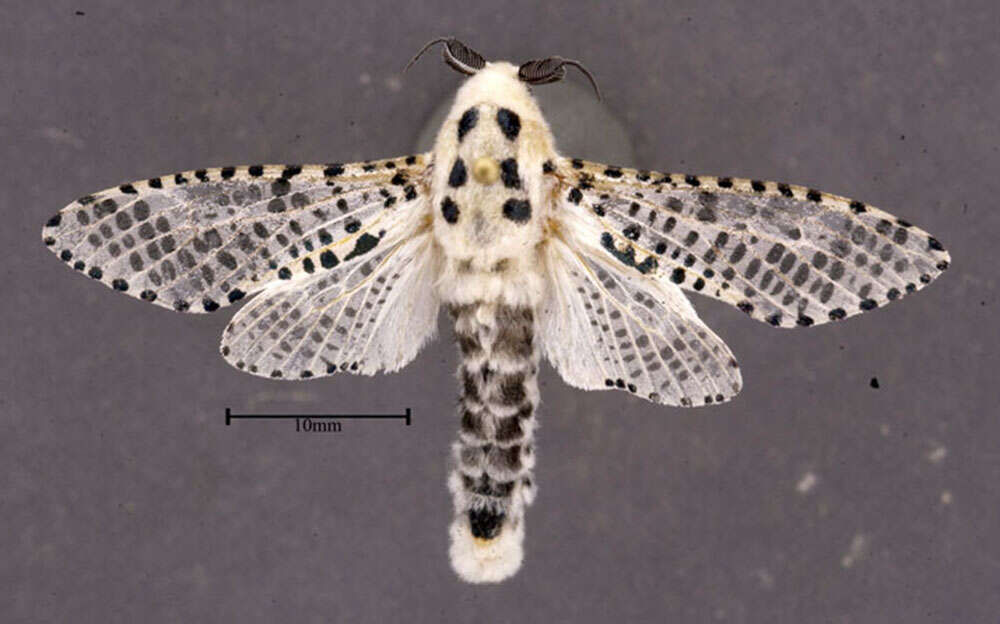 Image of leopard moth