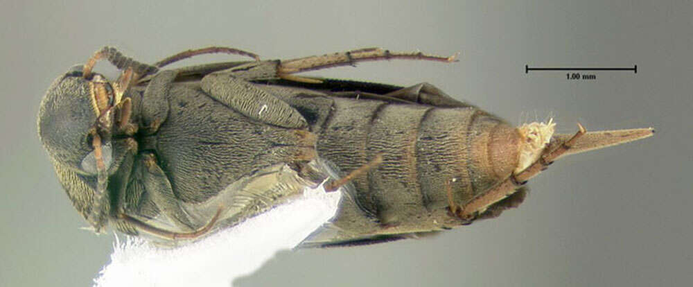 Plancia ëd Mordellochroa scapularis (Say 1824)