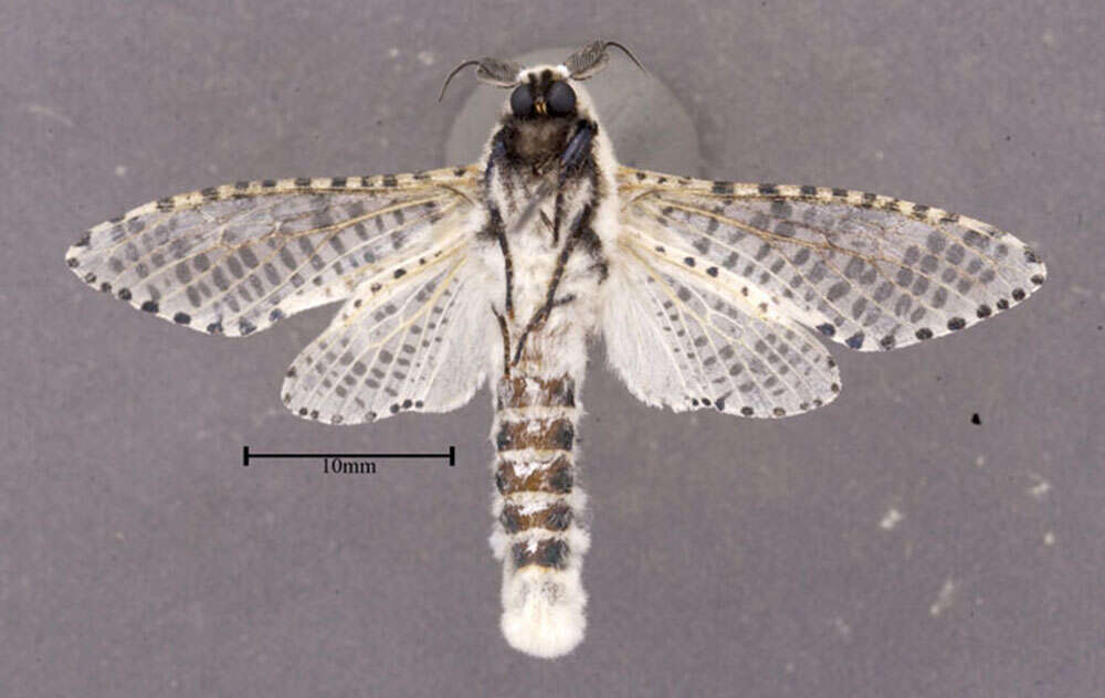 Image of leopard moth