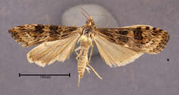 Image of Lucerne Moth