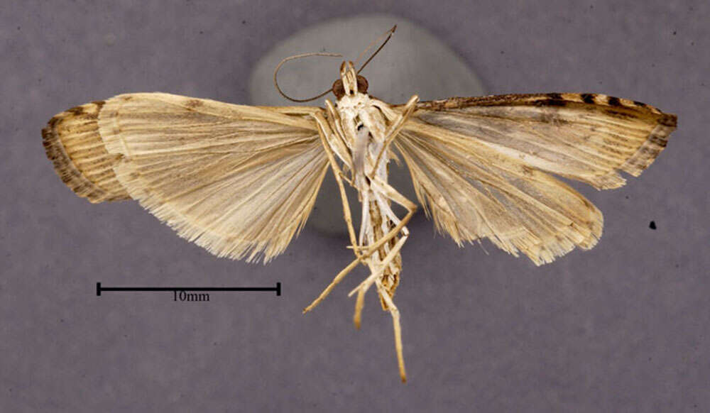 Image of Lucerne Moth