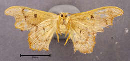 Image of Lacosoma chiridota Grote 1864