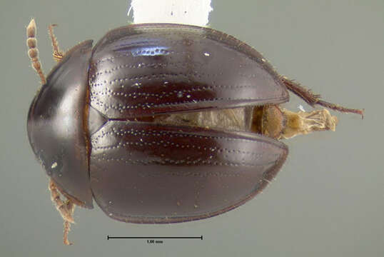 Image of Anisotoma discolor (Melsheimer & F. E. 1844)