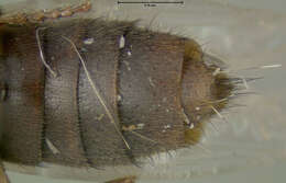 Image of Achenomorphus