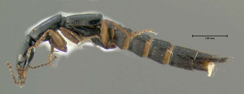 Image of Rove beetle