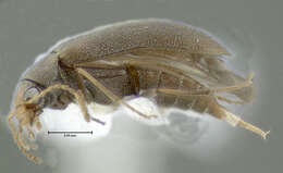 Image of <i>Microtonus sericans</i>