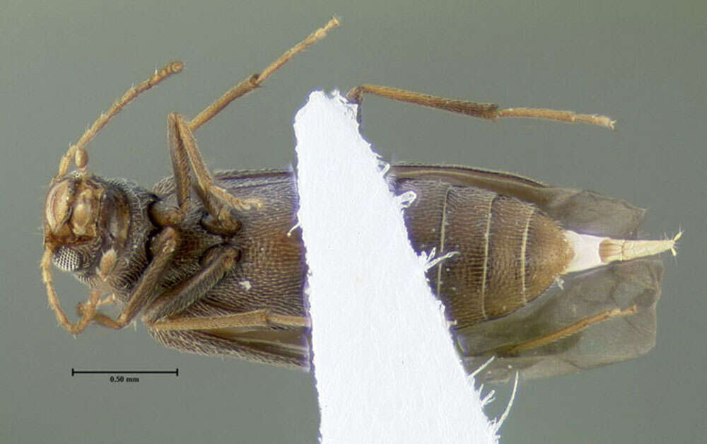 Image of <i>Microtonus sericans</i>