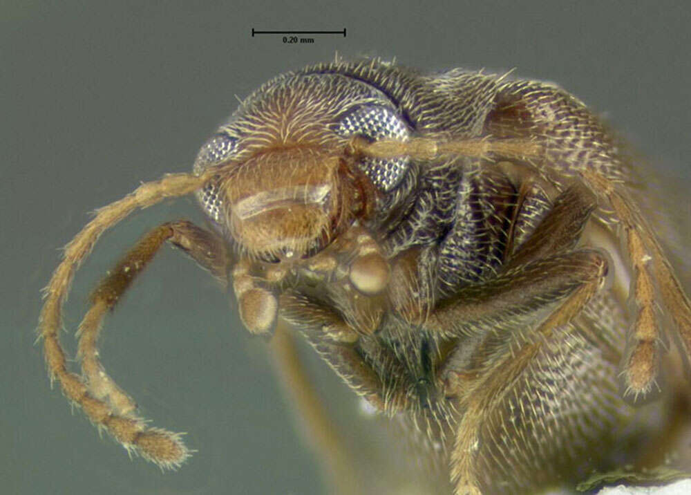 Image of <i>Microtonus sericans</i>