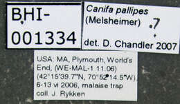 Image of Canifa pallipes (Melsheimer 1846)