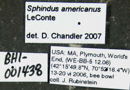 Image of Sphindus americanus Le Conte 1866