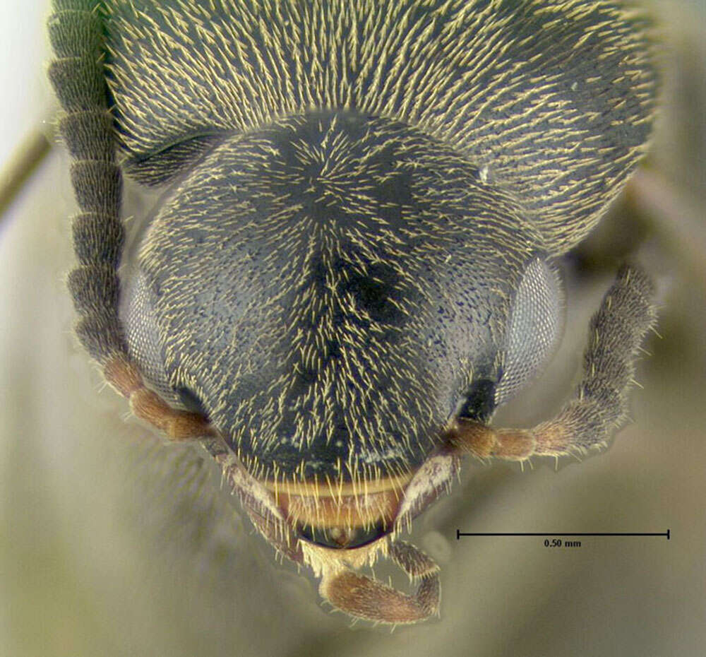Plancia ëd Mordellochroa scapularis (Say 1824)