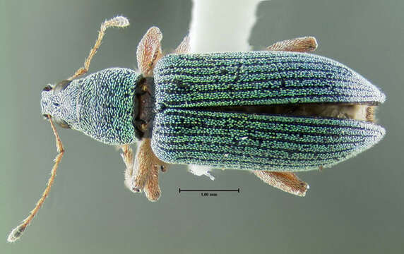 Image of Weevil