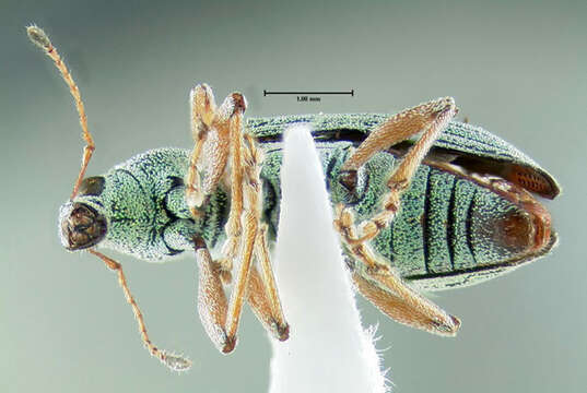 Image of Weevil