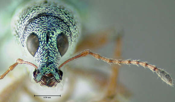 Image of Weevil