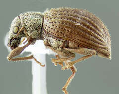 صورة Sciaphilus