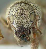 صورة Sciaphilus