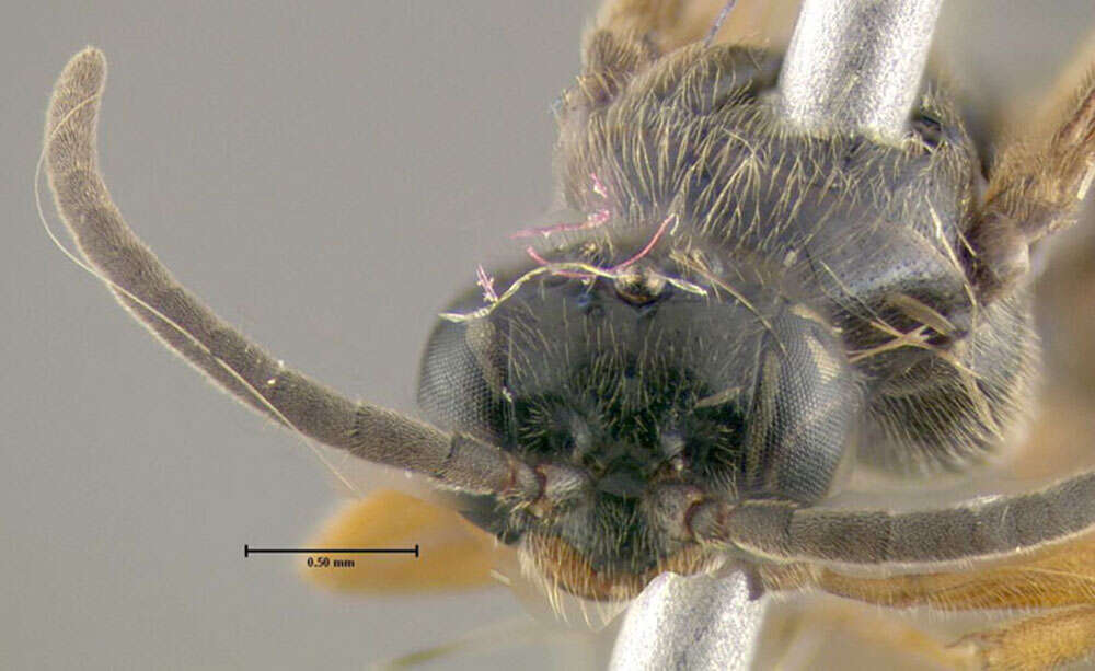 Image of Sierolomorpha canadensis Provancher 1888