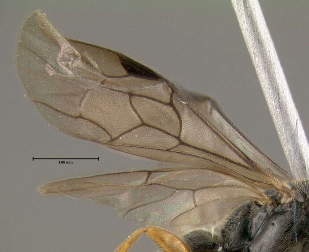 Слика од Sierolomorpha canadensis Provancher 1888